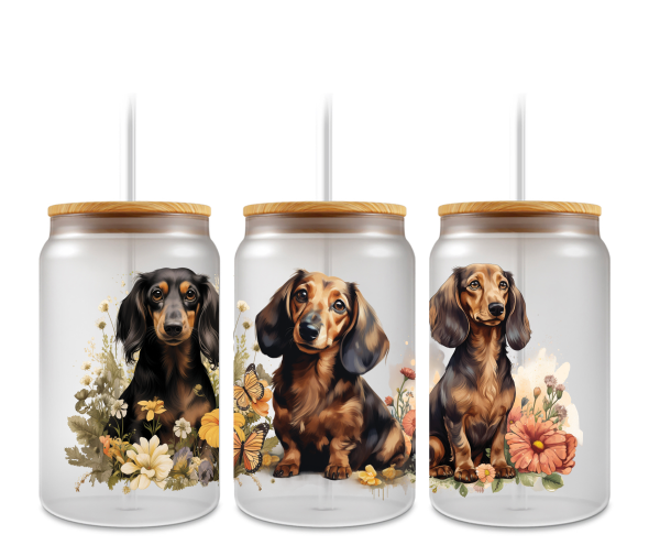 dachound #3